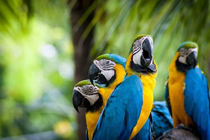 3-Day Tambopata National Reserve Tour 