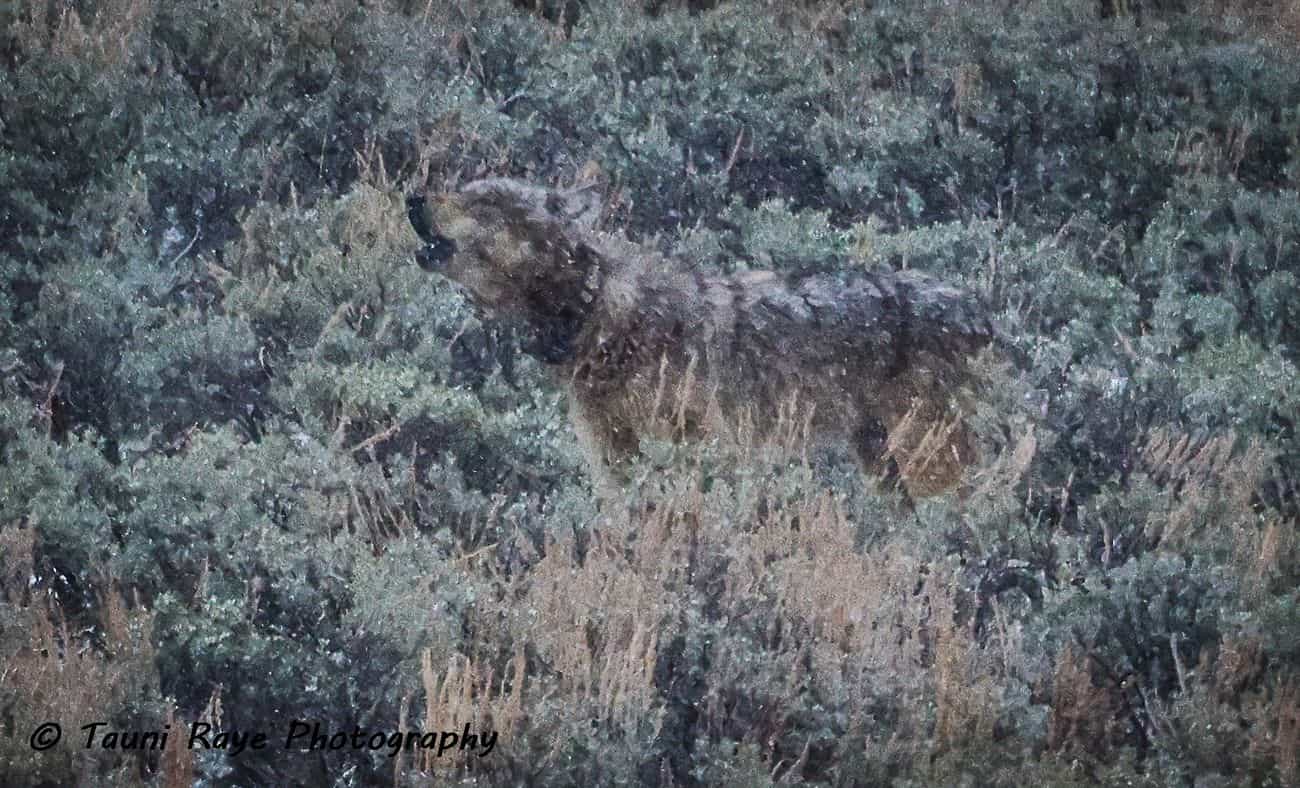 Yellowstone Wildlife Tour