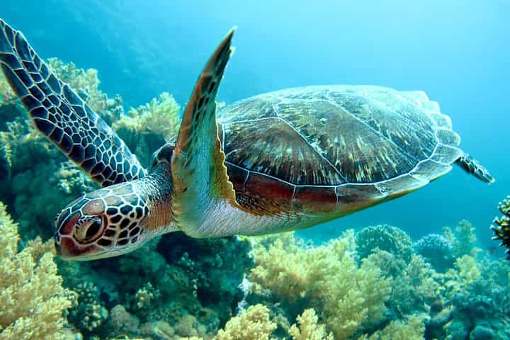 Tortuguero Park 3 days Vacation Package