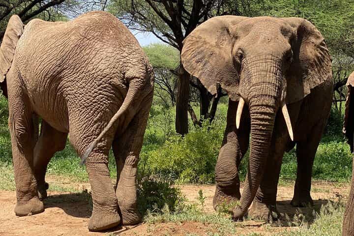 5 Days Northern Migration Budget Safari.