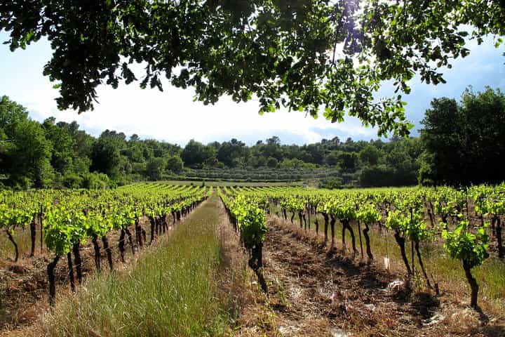 Private Tour of Small Carpathian Wine Route with The Red Stone Castle