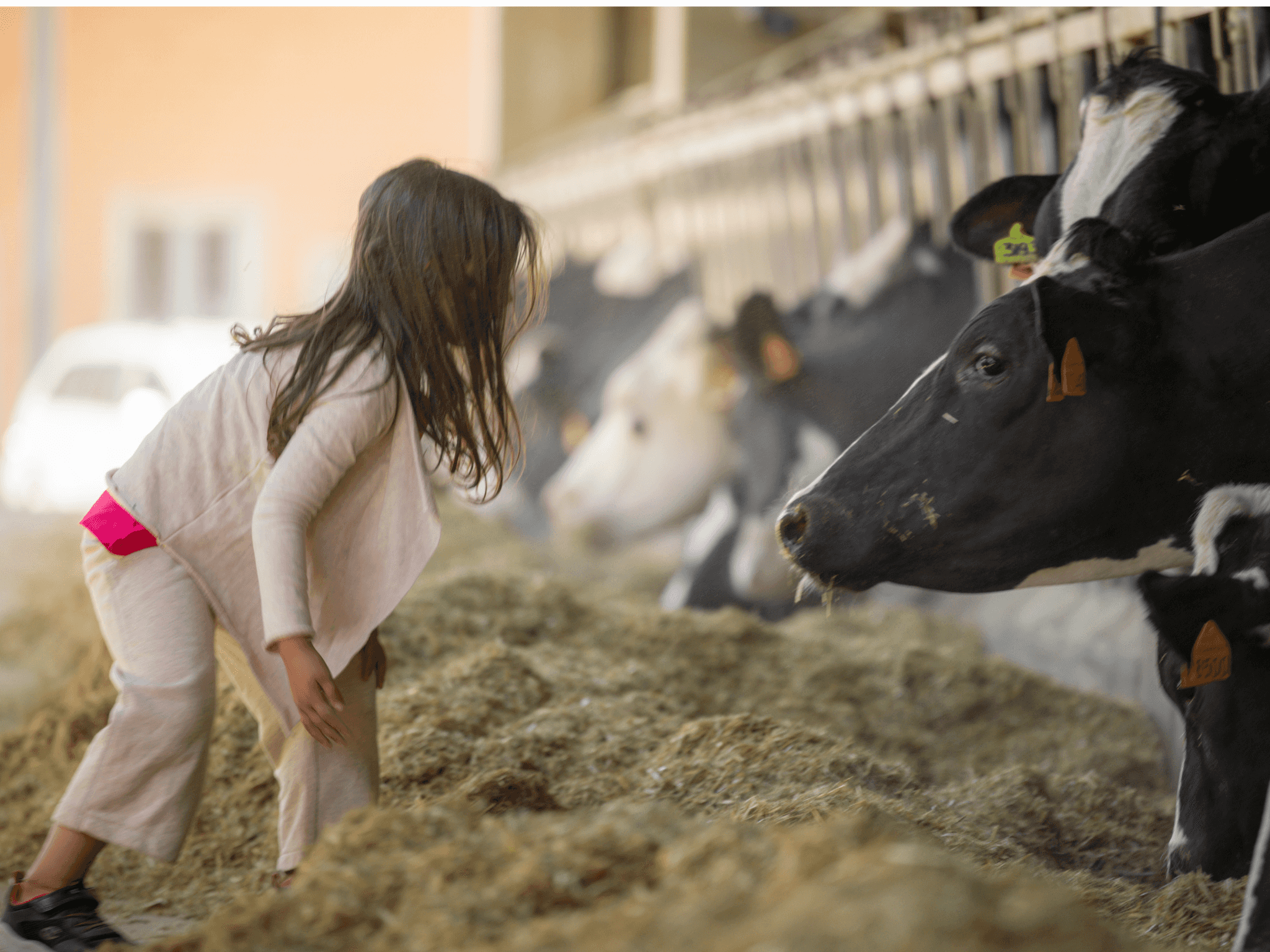 Parmesan Factory Tasting & Tour near Maranello & Modena
