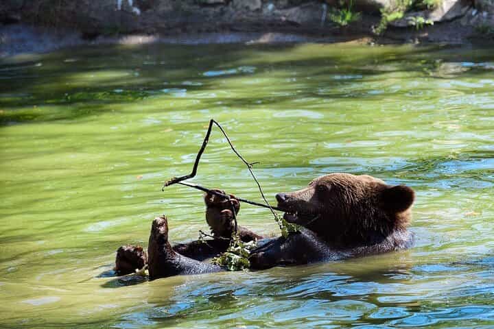 Bears Libearty Sanctuary and Dracula Bran Castle Day Trip