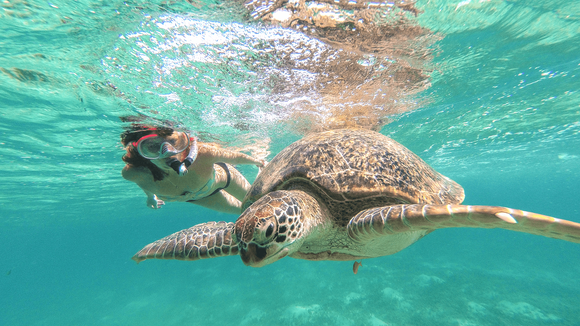 From Cancun: Tulum, Mariposa Cenote & Swim with turtles in Akumal