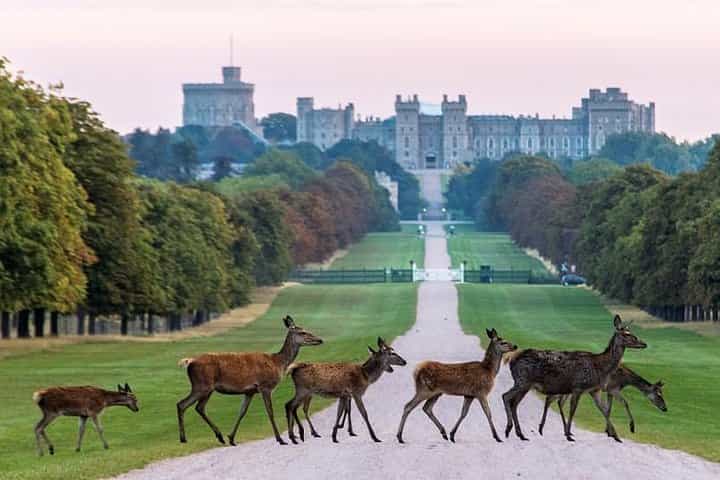 Private One Way or Round Trip Transfer from Heathrow Airport to Windsor