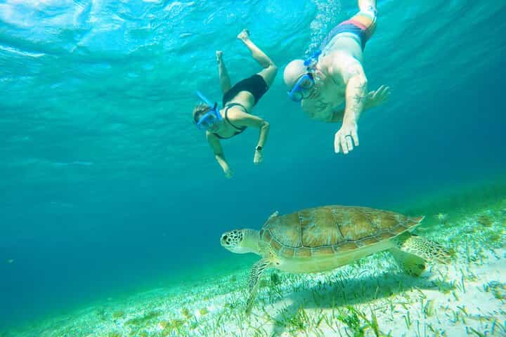 Starfish, Stingrays and the Cozumel Turtle Sanctuary Snorkel Tour
