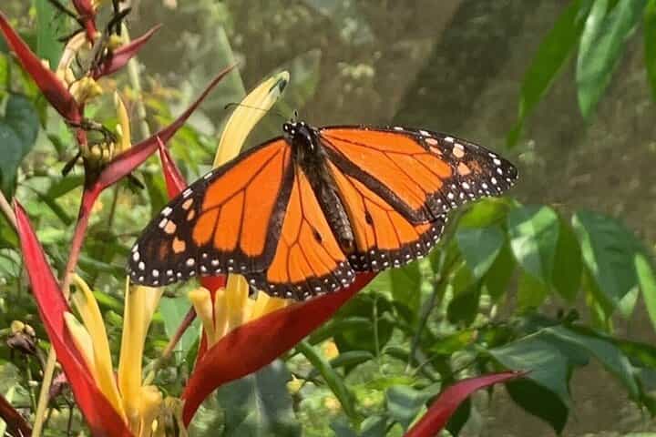 Private Tour in Roatan Eco Park