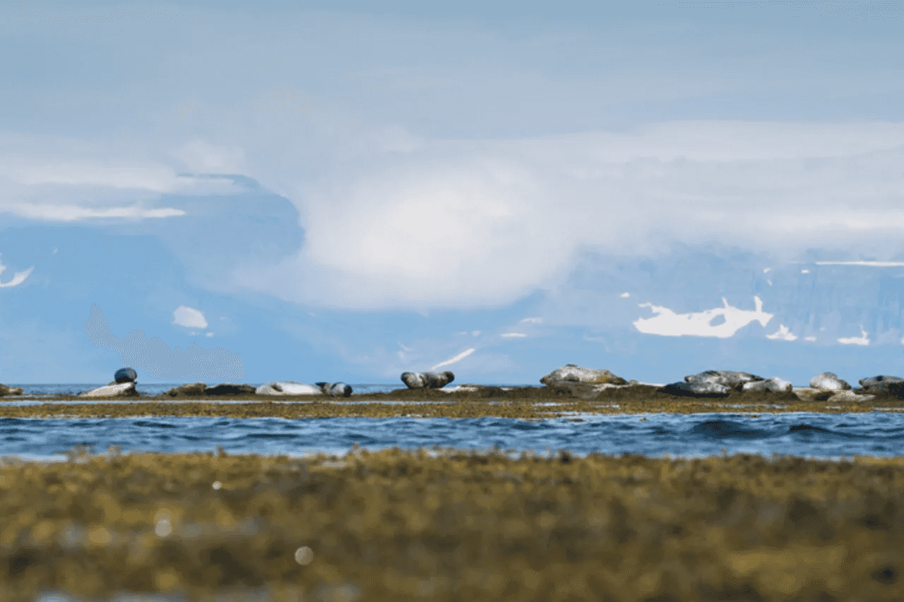 Westjords Seal Watching & Avalanche Memorial Tour from Isafjordur