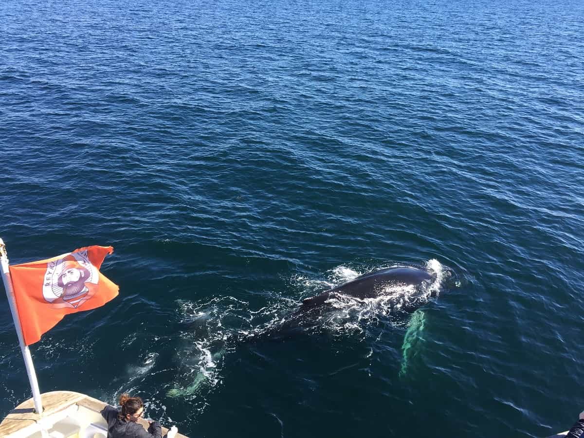 Whale Watching & FlyOver: Aerial Excursions and Oceanic Encounters