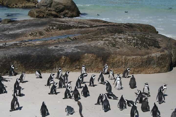 Cape Point, Cape of Good Hope & Boulders Penguins Full-Day Tour