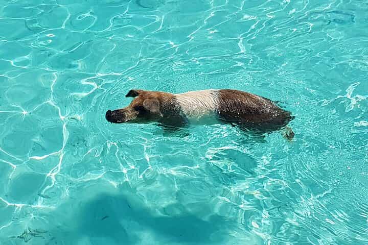 Powerboat and Snorkel Experience with Swimming Pigs and Turtles