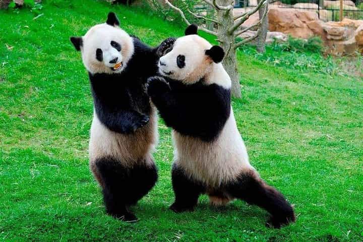 Chengdu Giant Panda Base & Leshan Giant Buddha Private Day Tour (Spanish & English Guide)