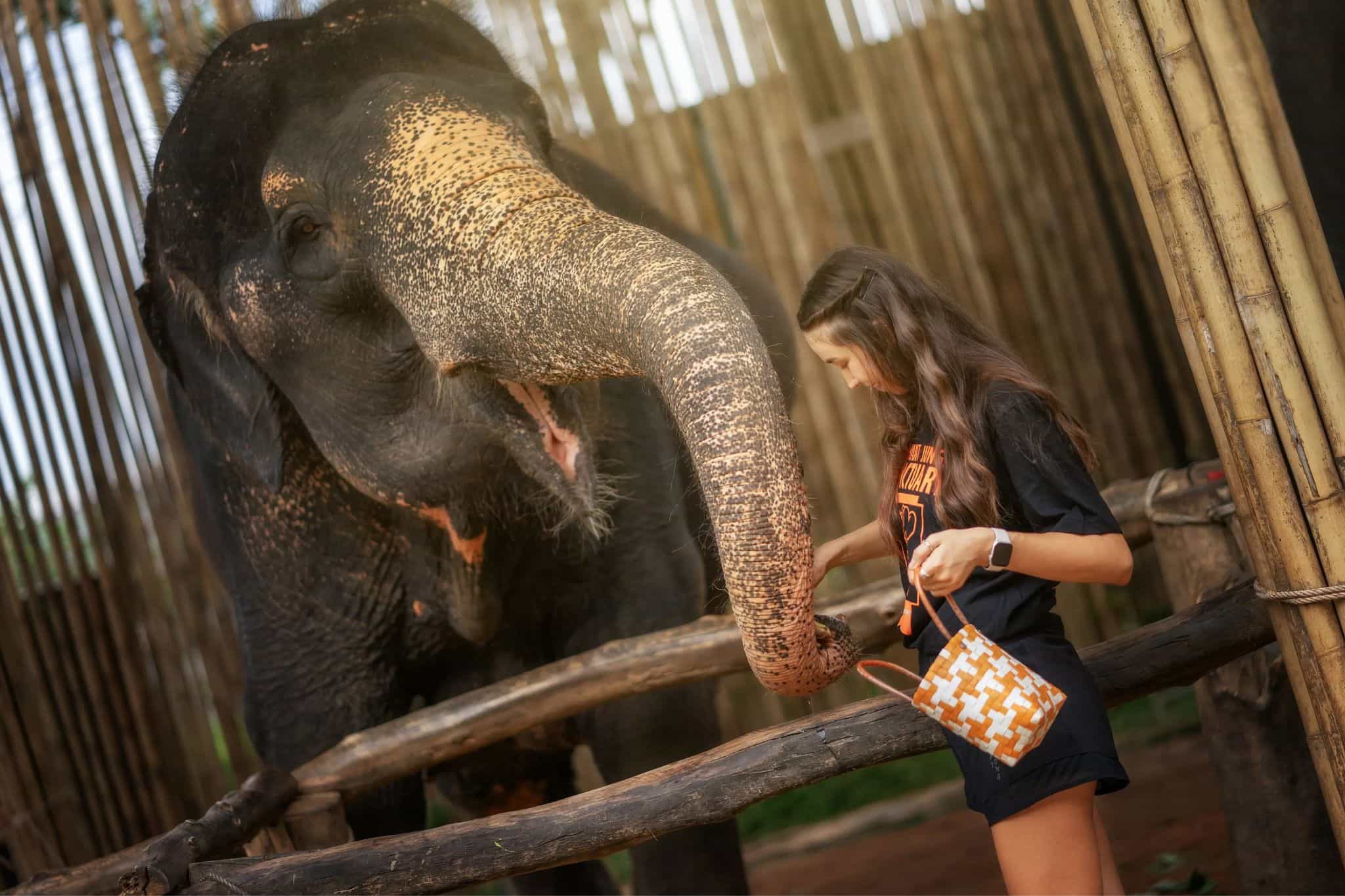 Phuket: Feed Me Experience
