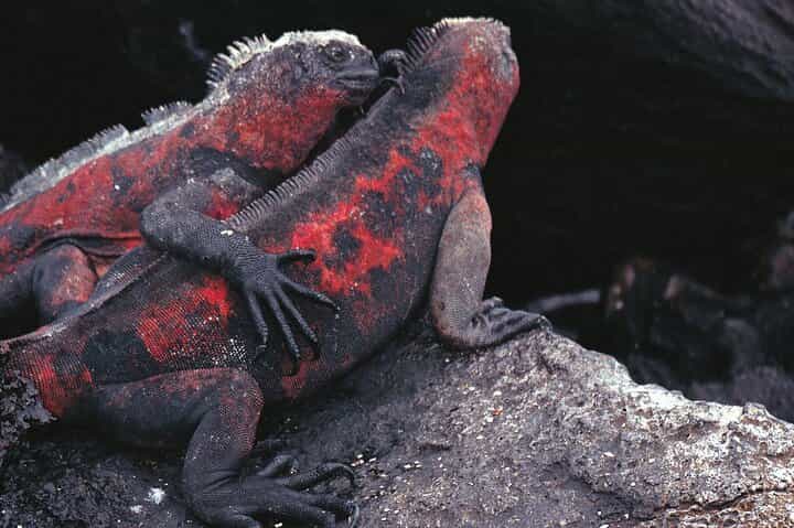 9-Day Colonial Quito & Galapagos Island Hopping