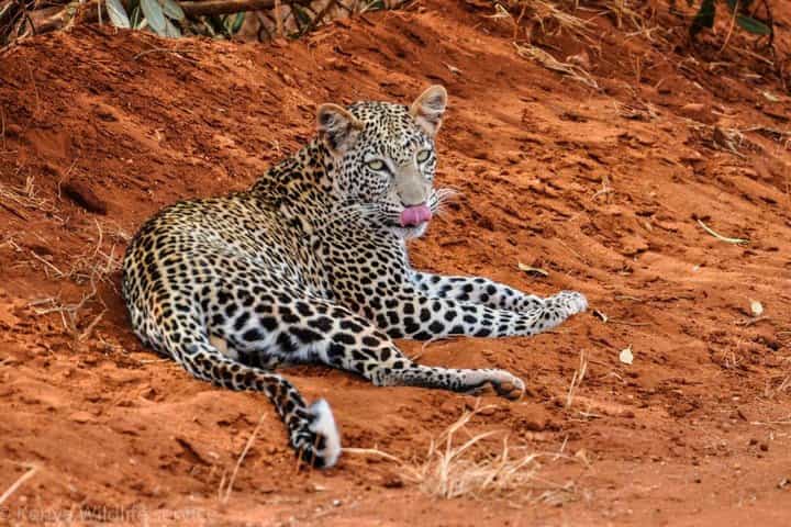 2-Day Mombasa to Tsavo West & Tsavo East Wildlife Safari