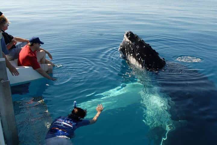 Mirissa Whale Watching Tour From Bentota