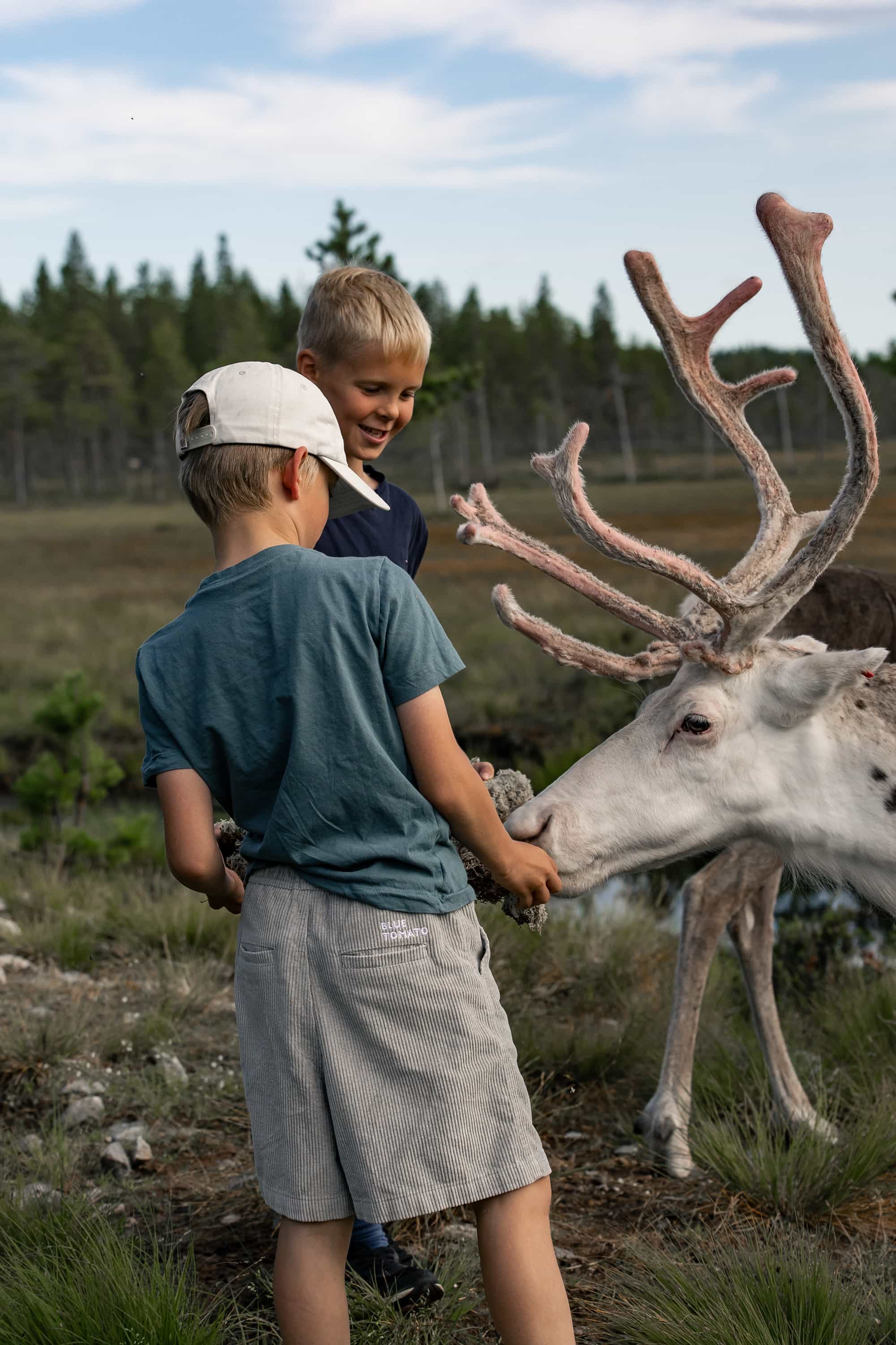 Visit a Reindeer Farm & Meet Baby Reindeer Up Close