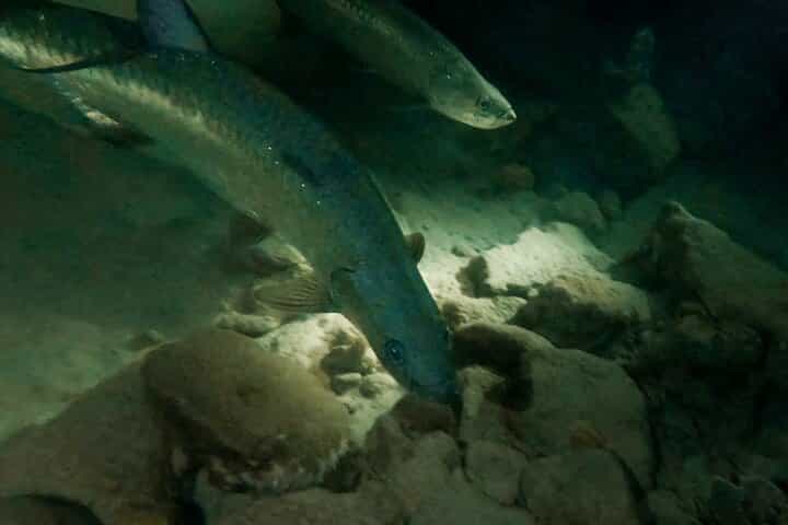 Night Snorkeling Adventure 