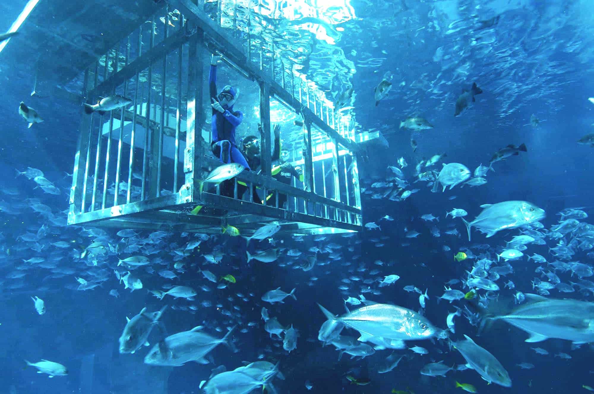Cage Snorkeling