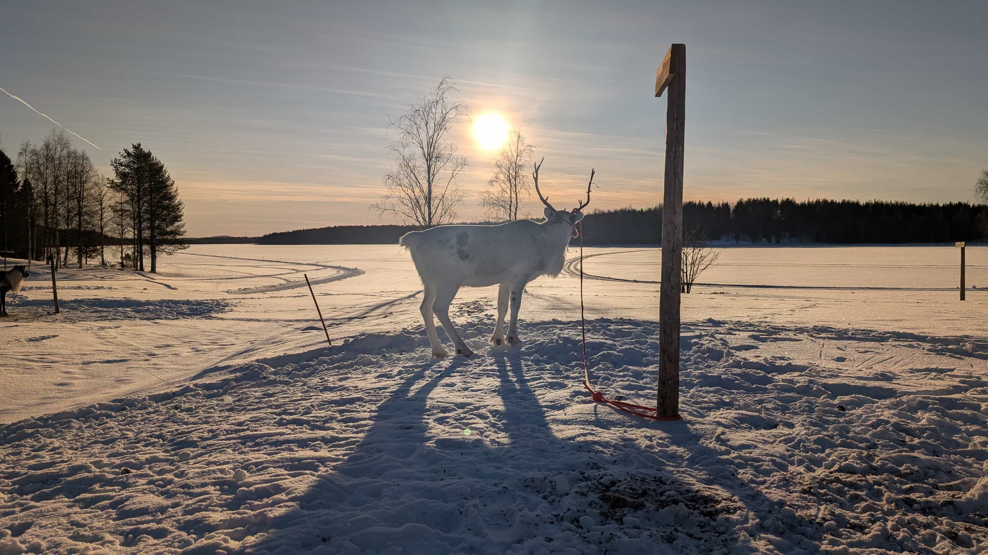 Private Reindeer Herder Day Experience, Rovaniemi, Lapland, Finland