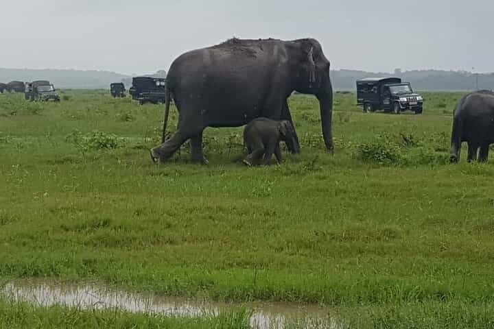 Minneriya Jeep Safari with Shopping Tour from Trincomalee