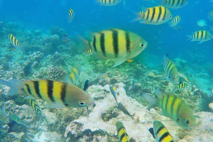 Boracay Cliff Jumping & Snorkeling Experience (Private)
