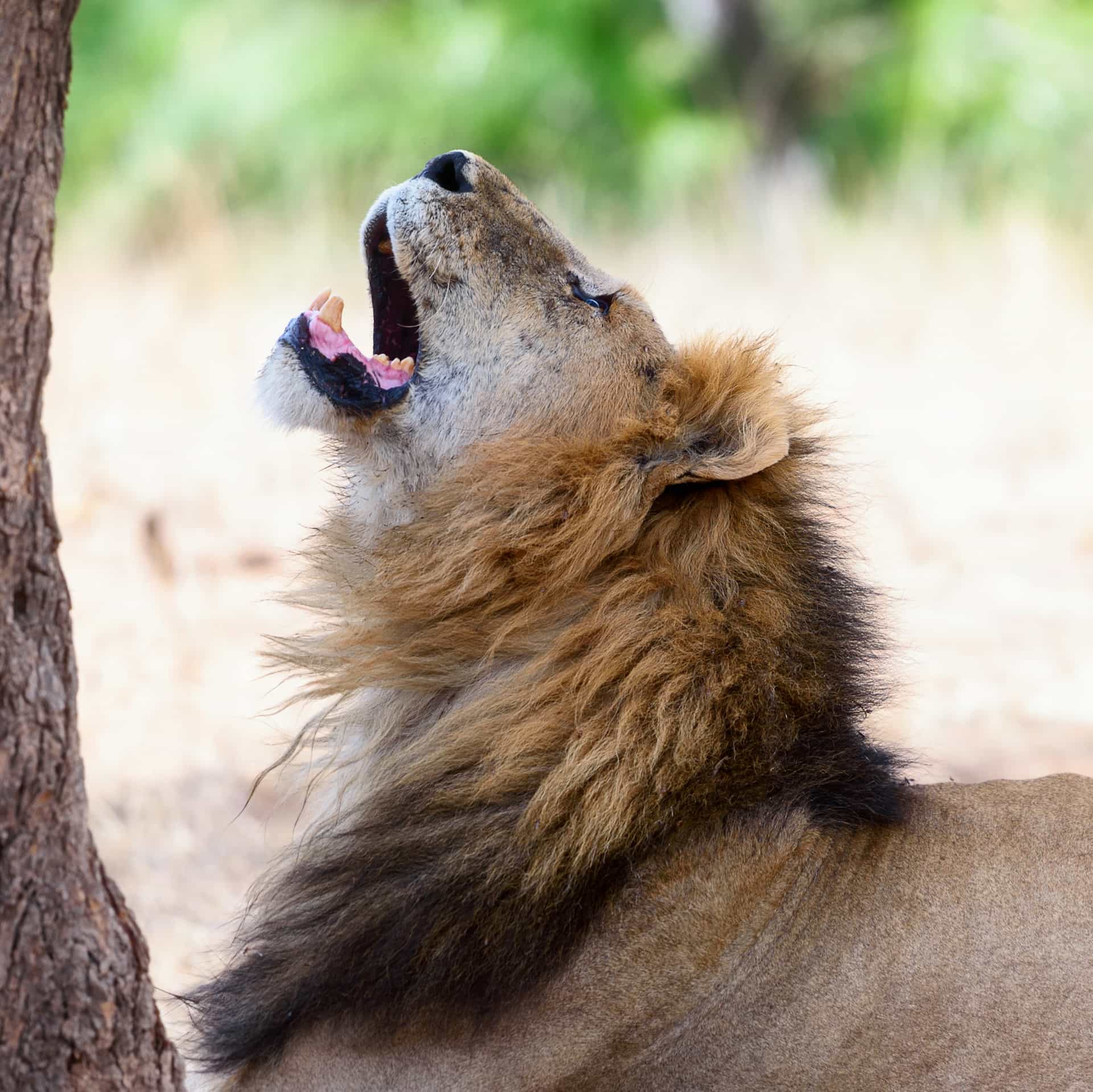 7 - Days Lodge Mid Range - The Best of Tanzania