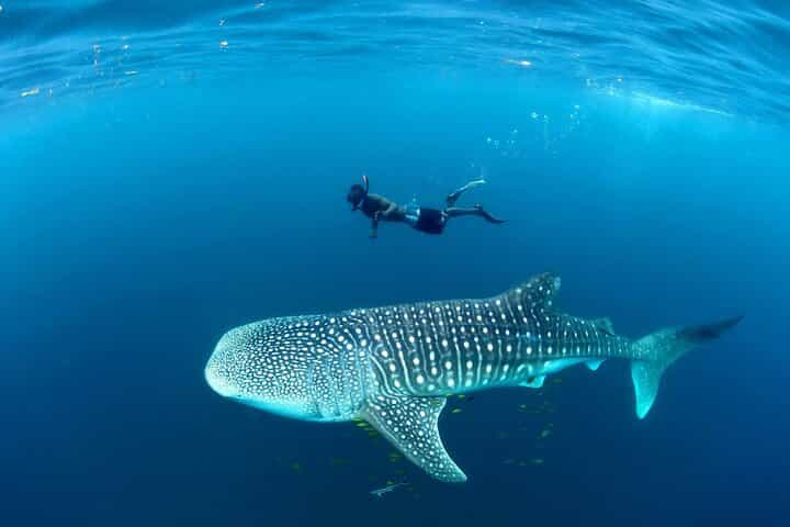 Whale Shark Adventure Day Trip from Zanzibar to Mafia Island