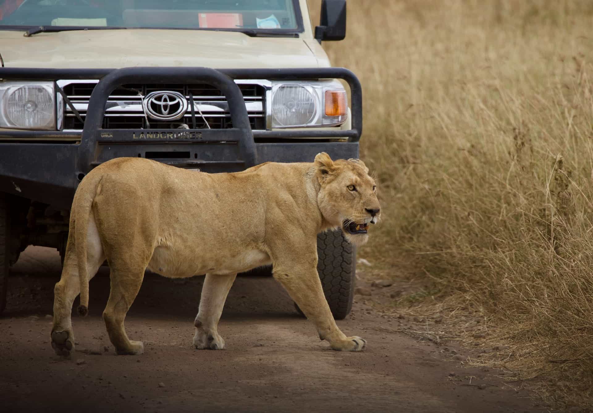 10 Days - Complete Tanzania Tented Camp Luxury Safari