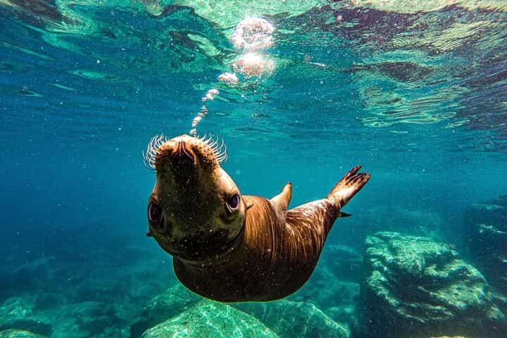 Espíritu Santo and Balandra Beach Combo Tour: Sea Lion Snorkeling