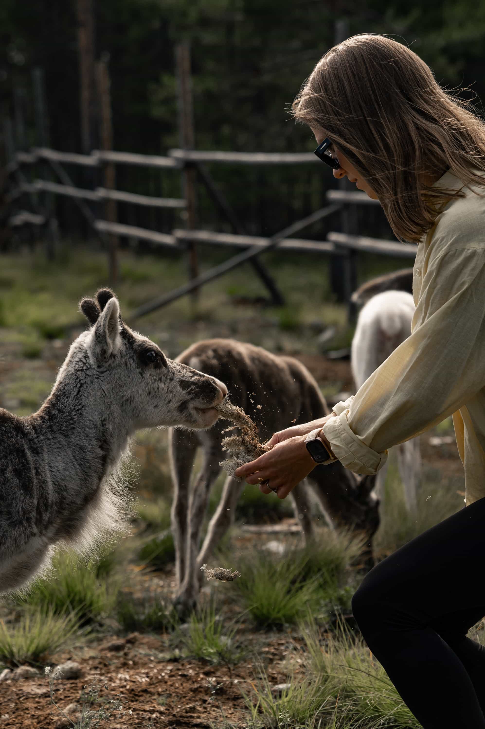 Reindeer, Berries & Fire: An Authentic Lapland Nature Experience