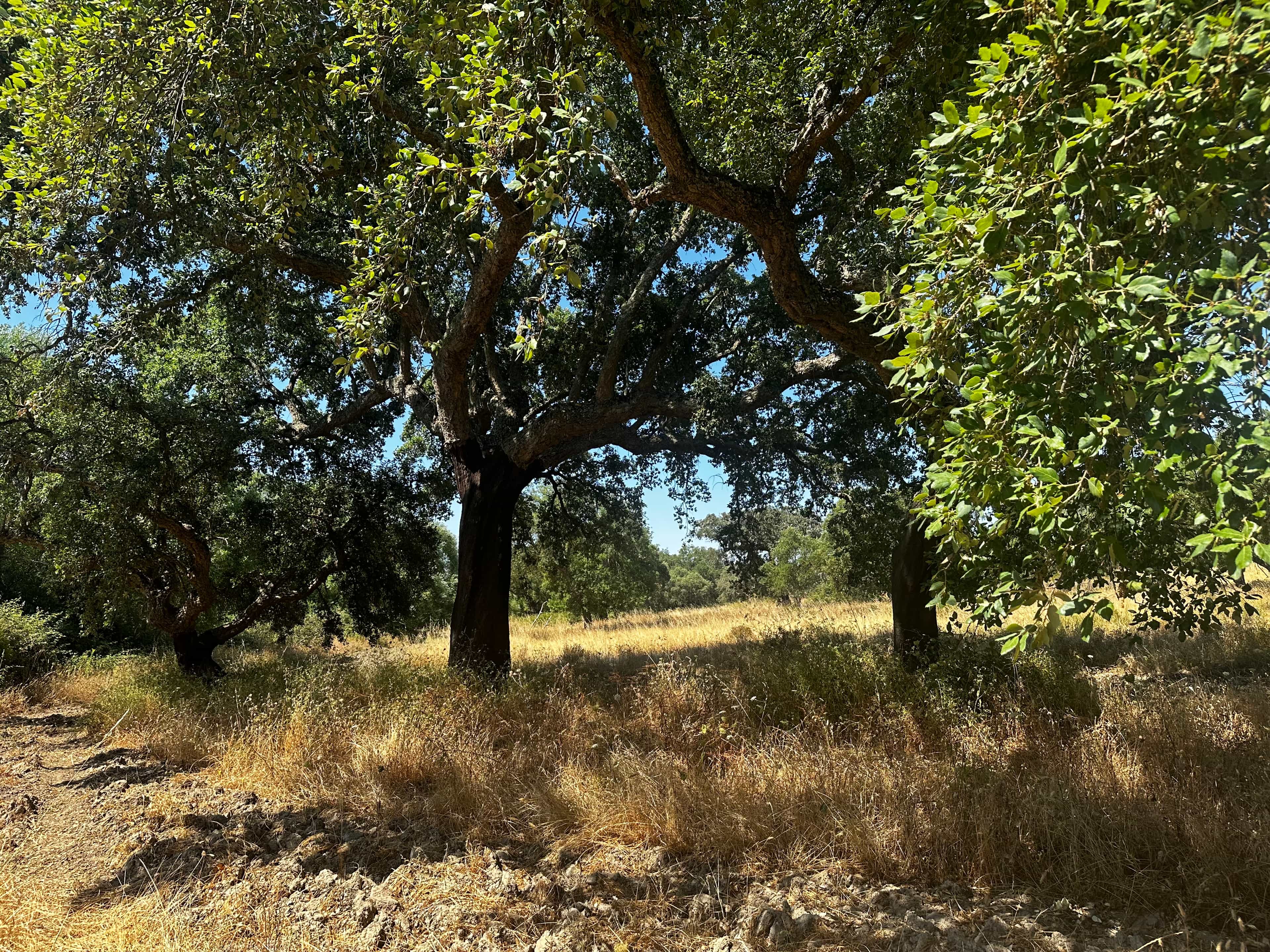 Montemor-o-Novo or Évora: One-Day Tour of Megaliths