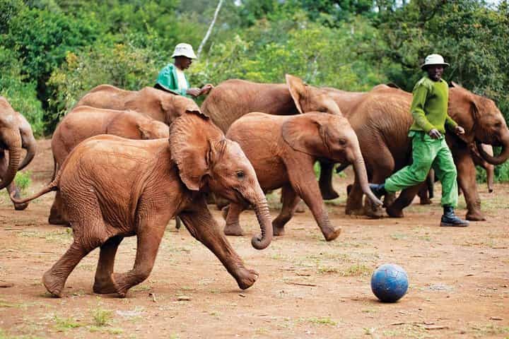 Early Nairobi Park, Elephant Orphanage and Bomas of Kenya