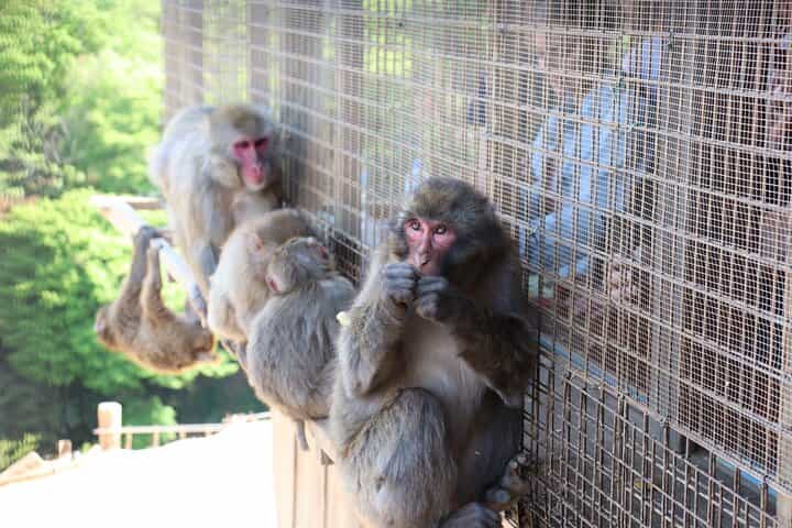 Private Kyoto Early Bird English Tour: Fushimi Inari, Arashiyama & Monkey