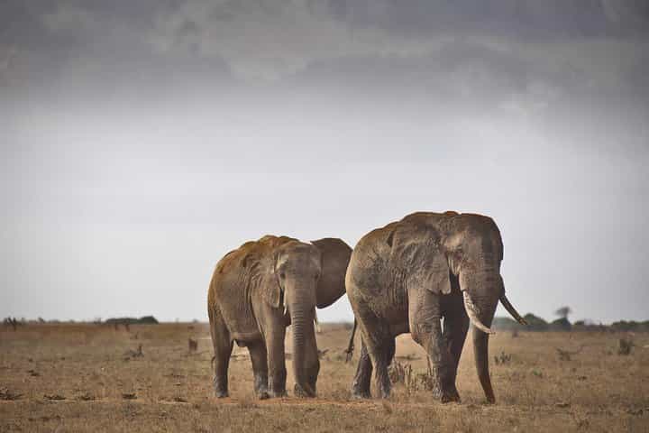 3-Day Tsavo East Safari from Mombasa