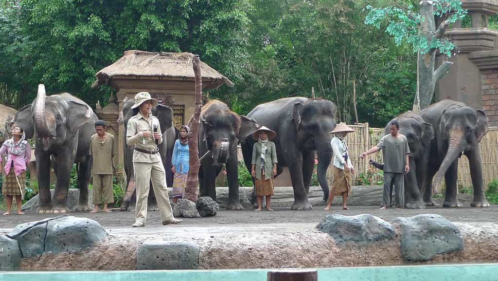 Private Tour: Ubud and bali Safari Marine Park