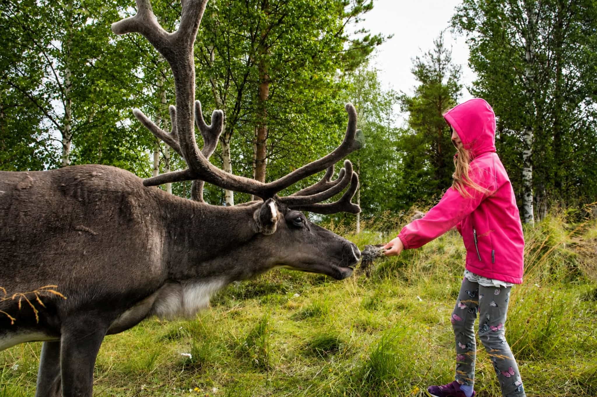 Rovaniemi: Summer & Autumn Reindeer Farm Visit - Small Group
