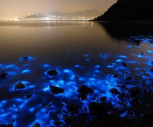 Luminous Lagoon Glistening Waters Excursion