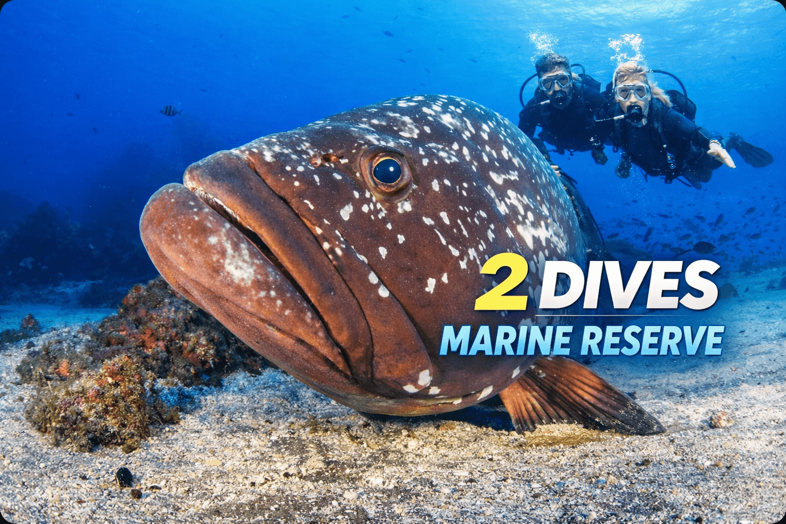 2 Dives trip | Garajau Marine Reserve