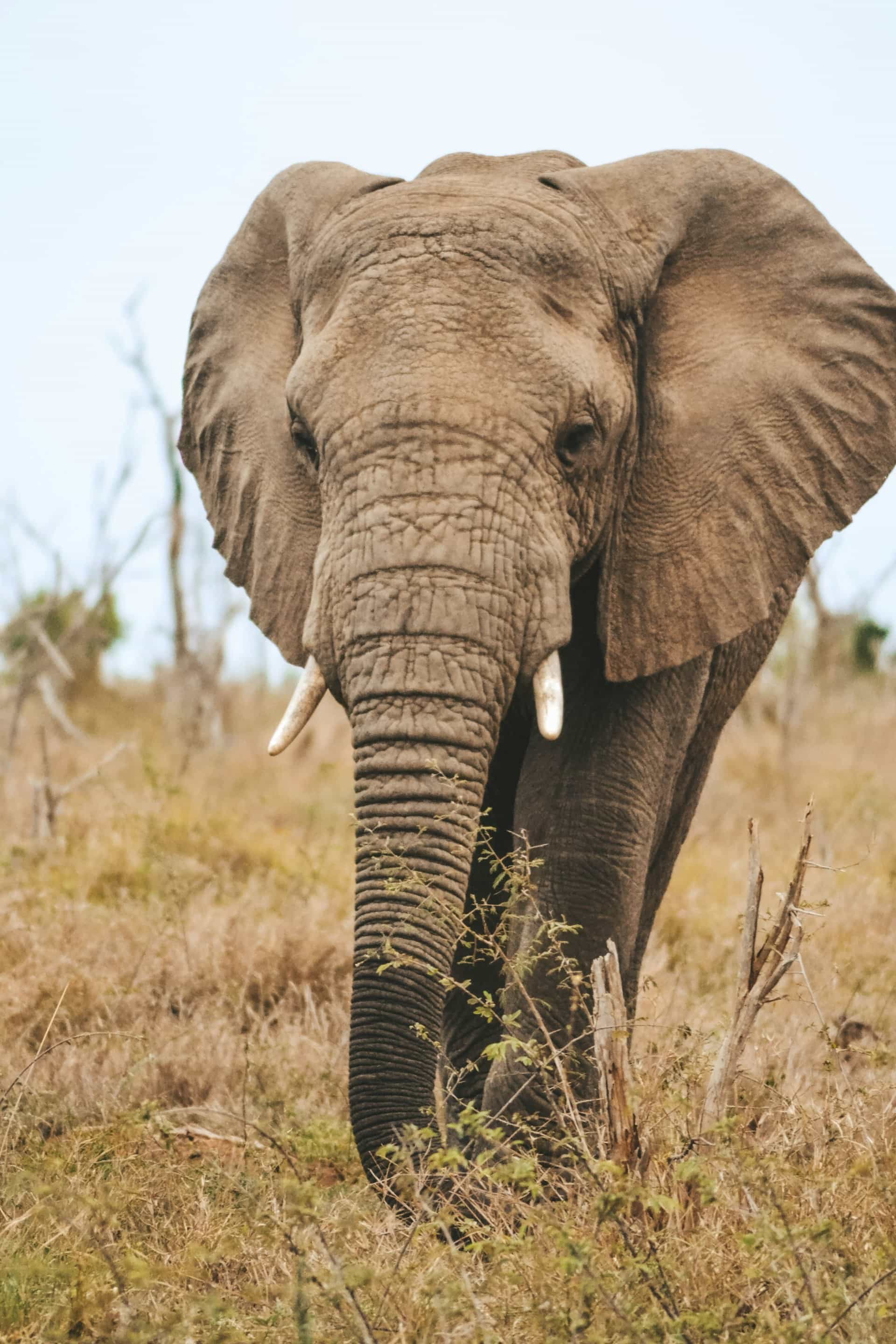 8 Days - The Best of Tanzania & Lake Eyasi Luxury Tented Camp Safari