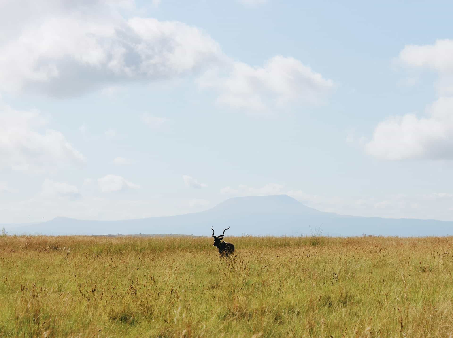 7 - Days Lodge Luxury - The Best of Tanzania