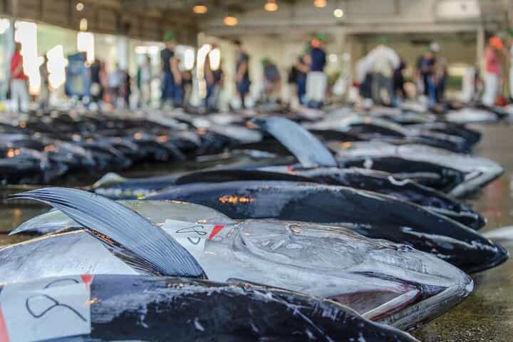 Tokyo: Tuna Auction at Toyosu & Tsukiji Food Walking Tour