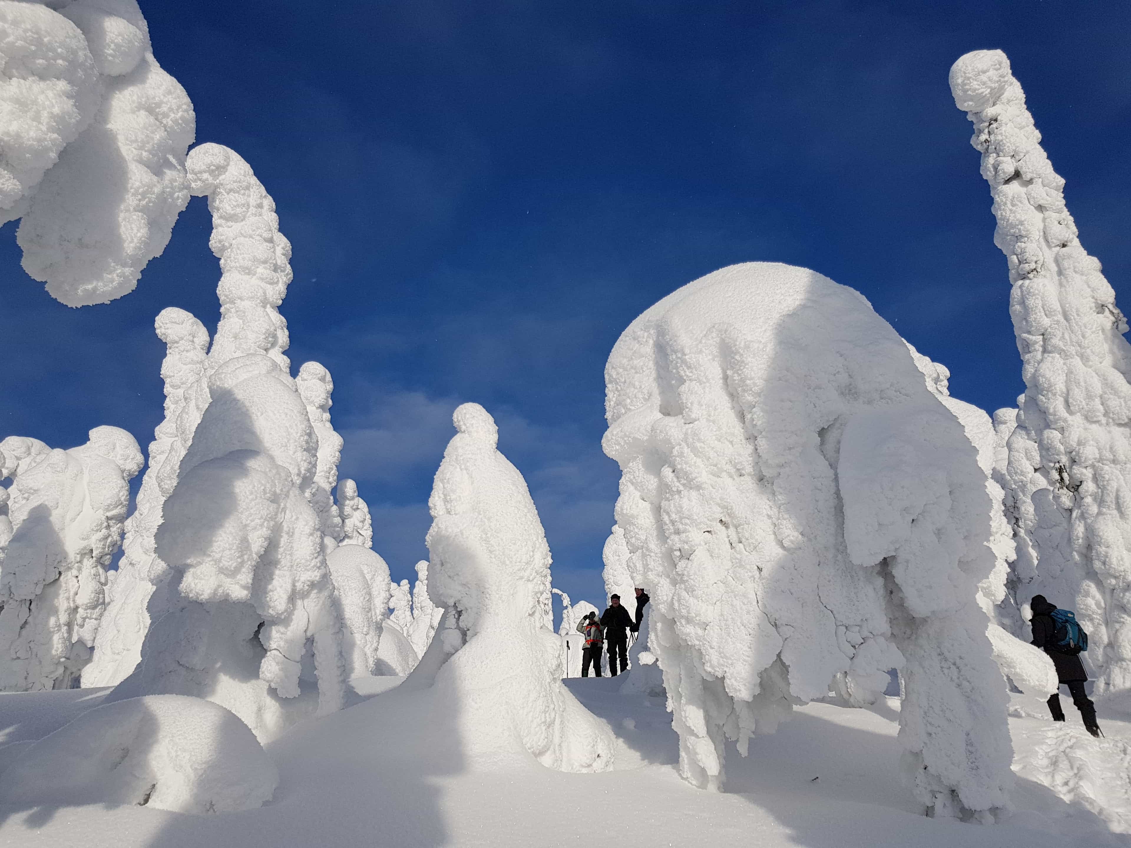 Snowshoe adventure in Iivaara nature reserve