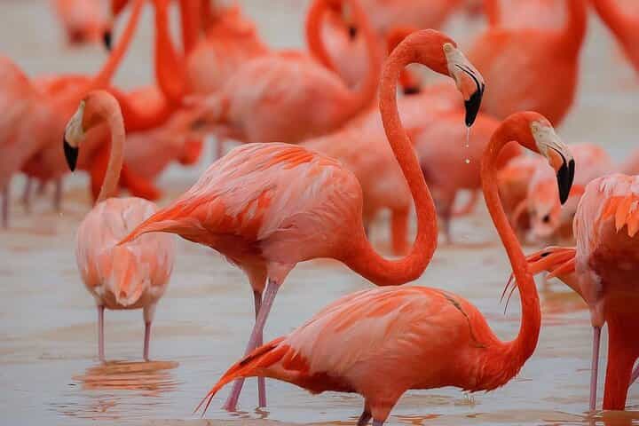 Mérida: Boat Tour Through the Mangroves of Celestún