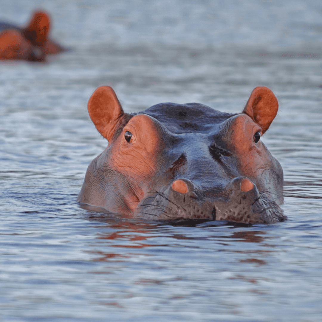 Day Trip to Ngorongoro Crater