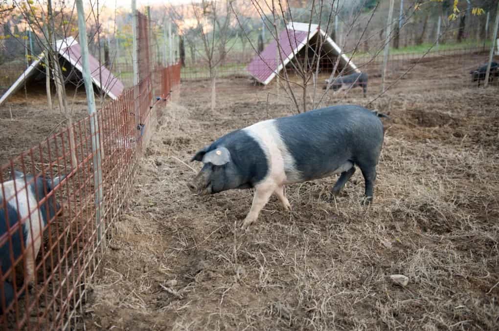 Cinta Senese Tour: discover an authentic Tuscan farmhouse