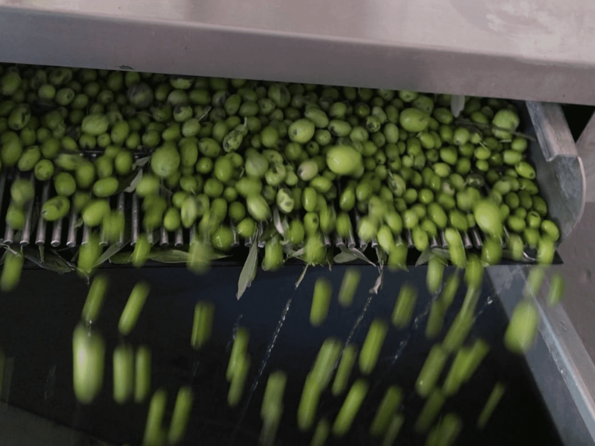 Olive Oil Tasting & Mill Guided Visit in Perugia