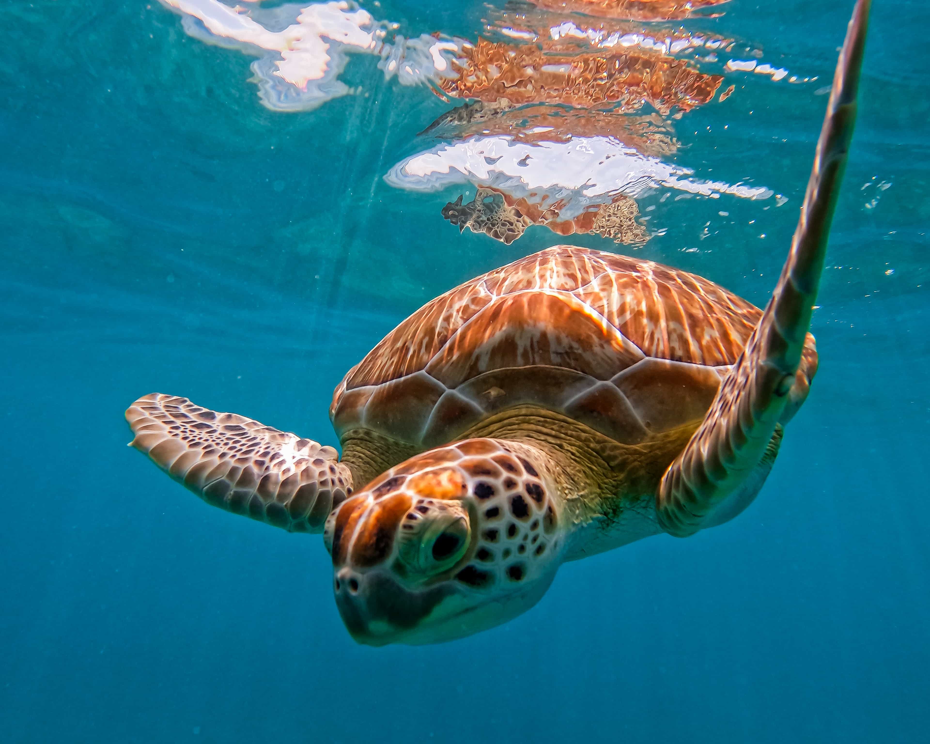 2-Hour Snorkeling in Two Spots of Tulum's Reef