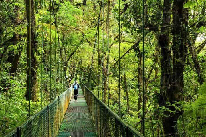 Private Monteverde Hanging Bridges Tour