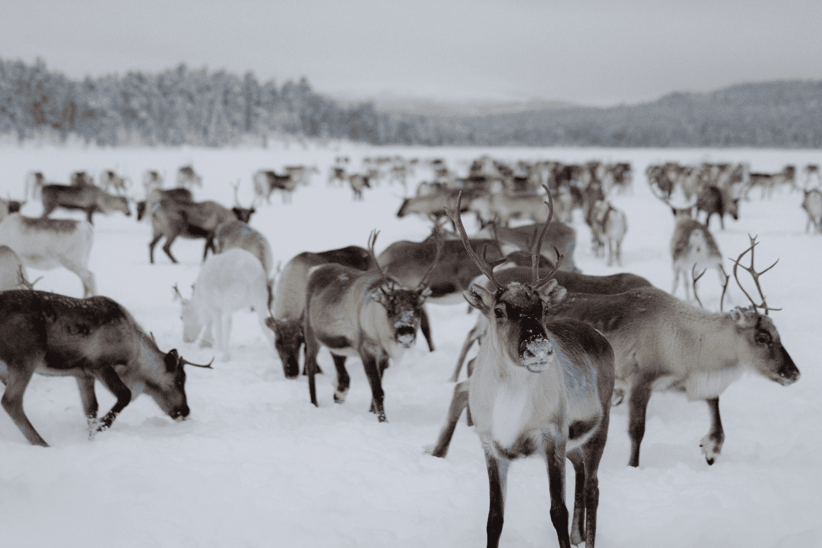 A Day with Reindeer Herders